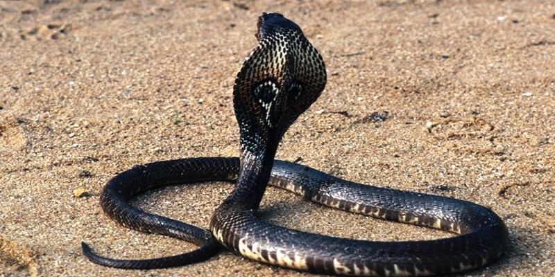 Hình tượng loài rắn hổ mang trong đời sống con người